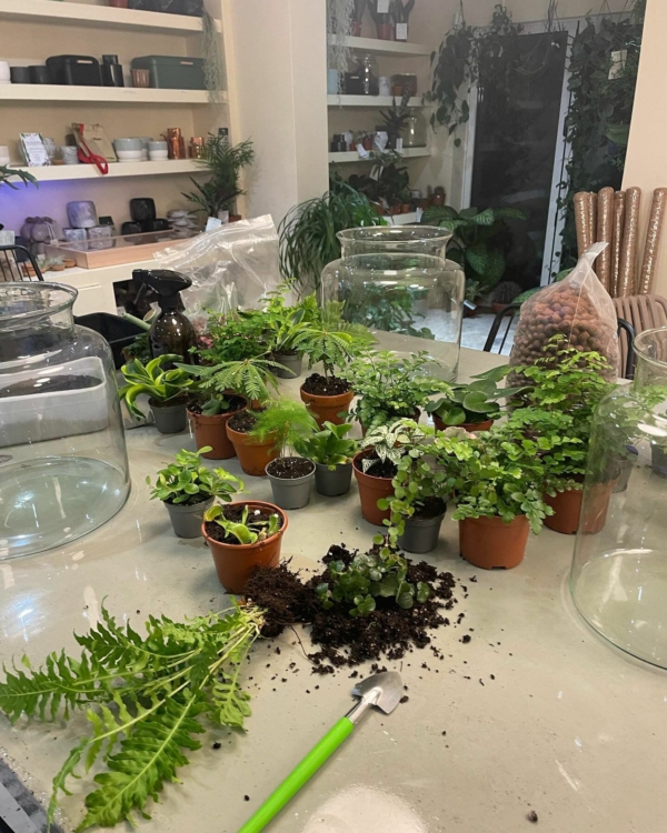 Taller de Cuidado de Plantas en Granada | Aprende Jardinería Mataplantas en Granada 25€