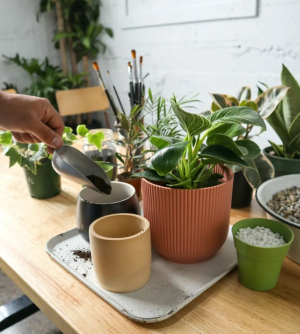 Taller de Cuidado de Plantas en Granada | Aprende Jardinería Mataplantas en Granada 25€ - Imagen 4