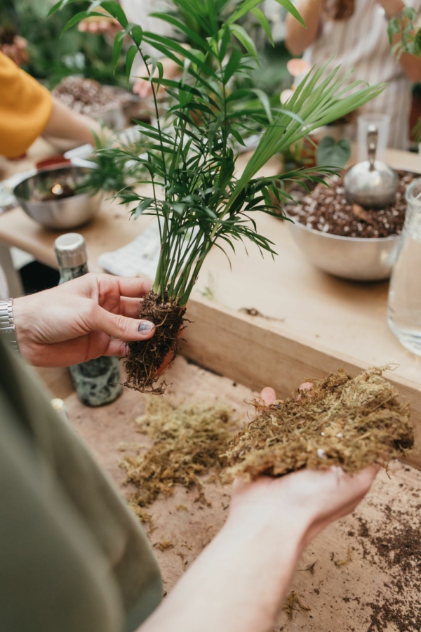 Taller de Cuidado de Plantas en Granada | Aprende Jardinería Mataplantas en Granada 25€ - Imagen 2