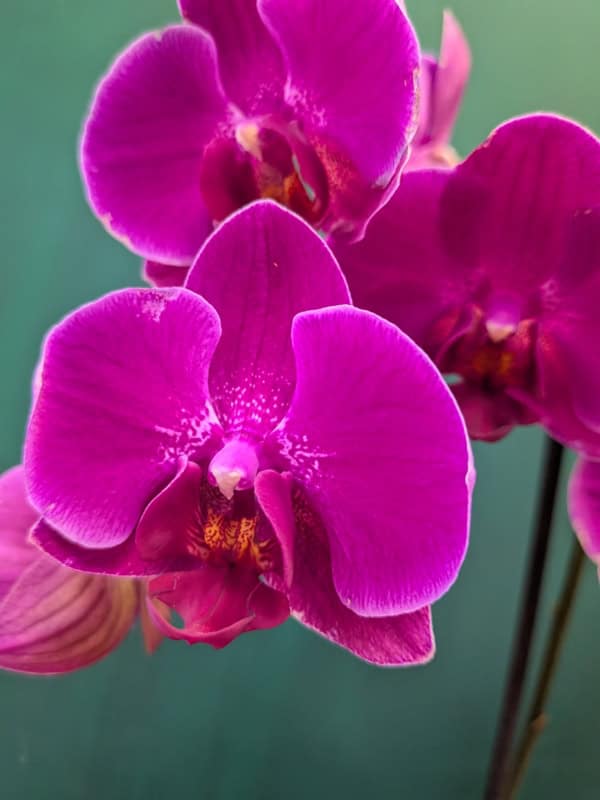 Purple orchid photograph - purple orchid fine art print.