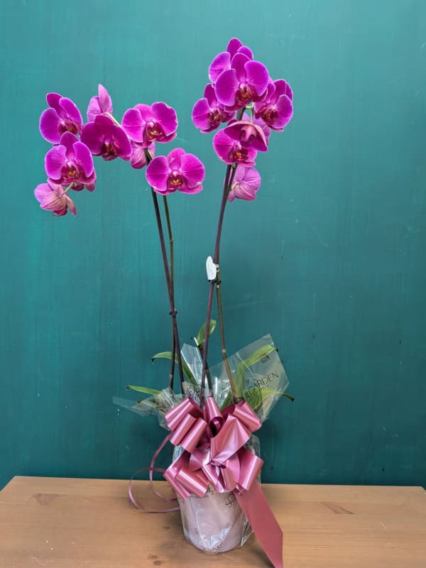 Orquídea Phalaenopsis m12 - Imagen 2