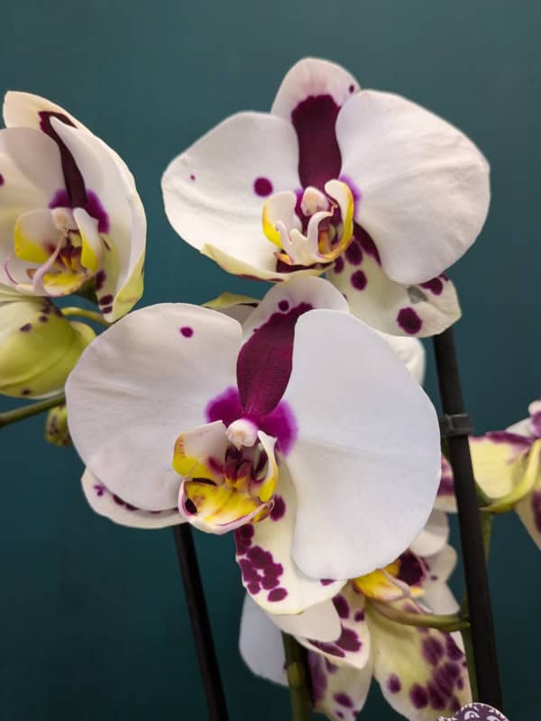 Orquídea Phalaenopsis m12 - Imagen 6