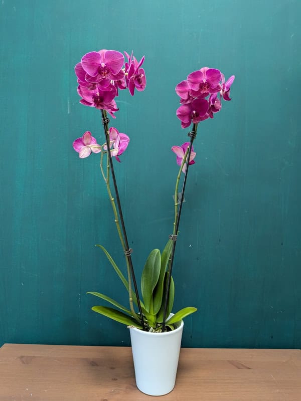 Two purple orchids in a white pot on a table.