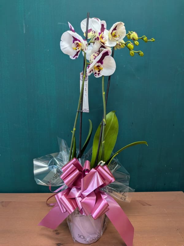 Orquídea Phalaenopsis m12