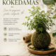 Cartel del Taller de Kokedamas de Soulgarden en Granada. Aprende a crear una kokedama japonesa el jueves 6 de agosto de 19:00 a 20:30.