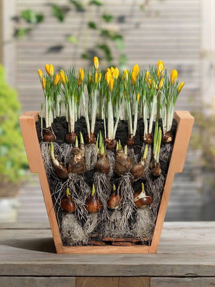 Lasaña Pot con bulbos de flores plantados en capas